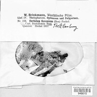 Botryobasidium flavescens image